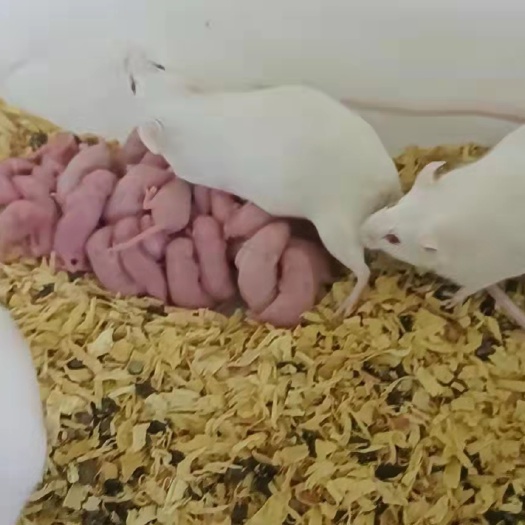 平度市小白鼠 昆明鼠