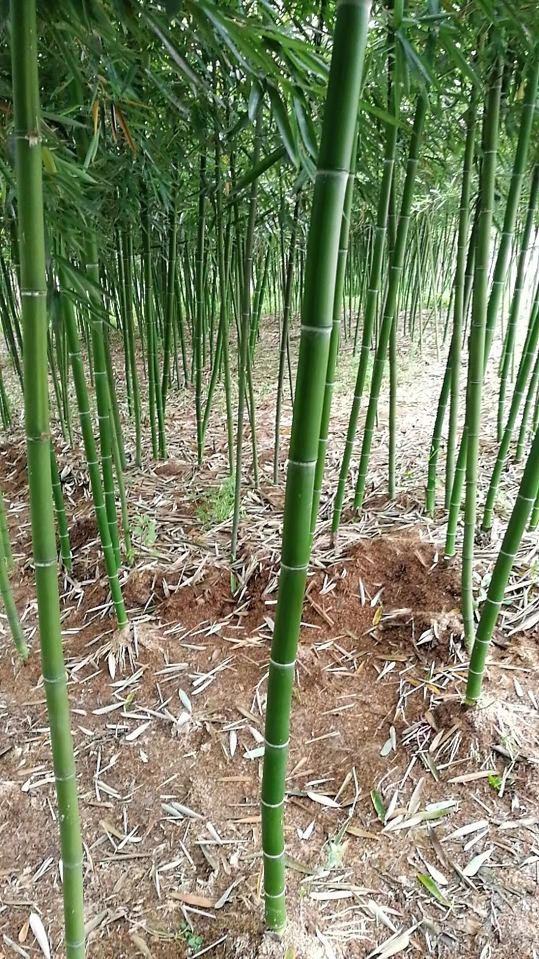 大量雷竹苗供应欢迎洽谈合作