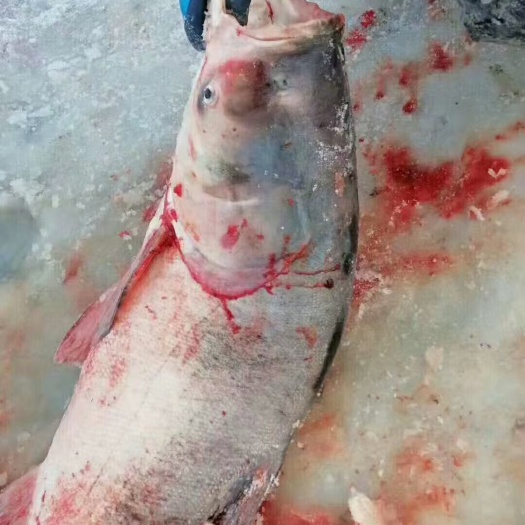 前郭县雄鱼  淡水鱼胖头鱼产地直发