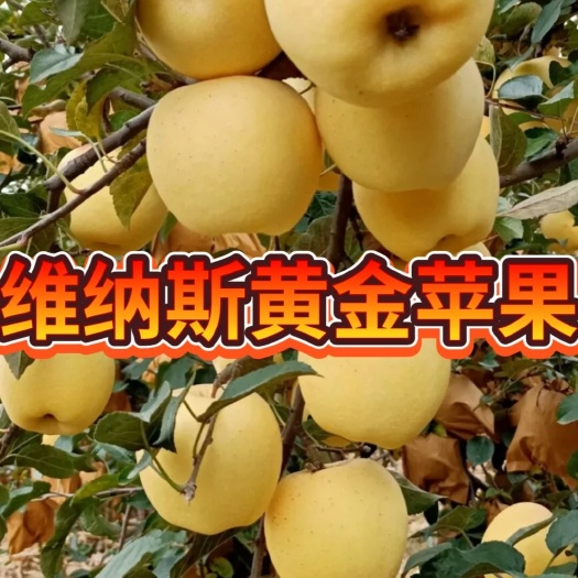营口维纳斯黄金苹果苗