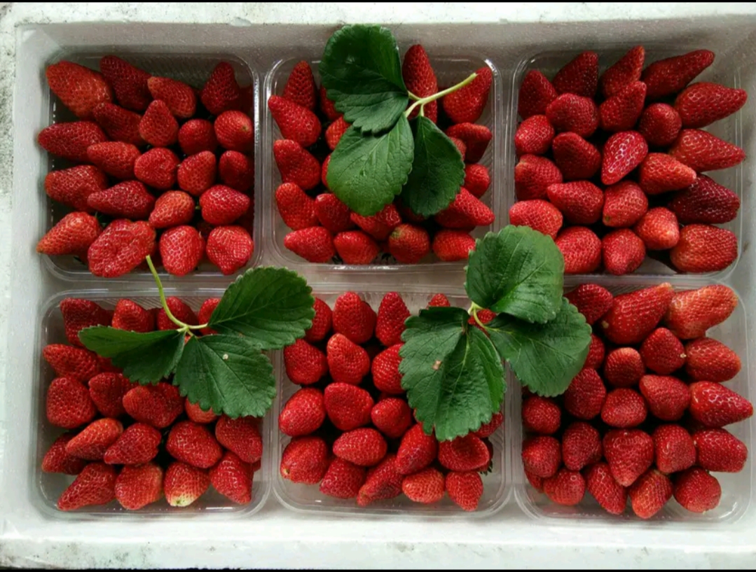 邳州市妙香草莓  邳州草莓大量有货中商品果 加工果需要的的可以联系