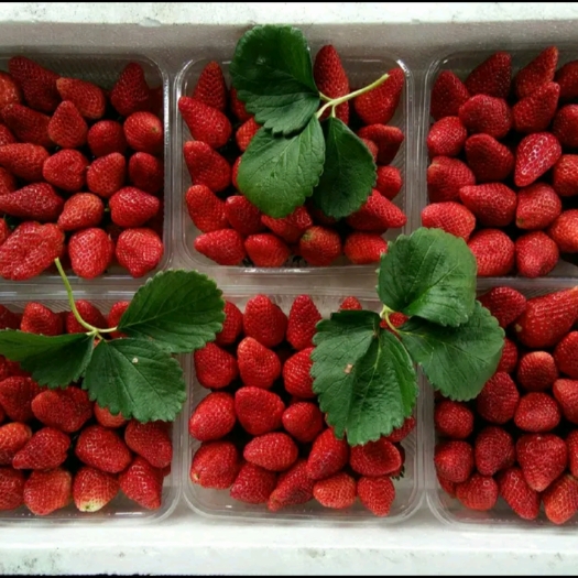 邳州市妙香草莓  邳州草莓大量有货中商品果 加工果需要的的可以联系