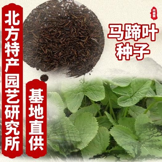 通化县马蹄叶种子 免费提供种植技术资料 出售马蹄叶种子