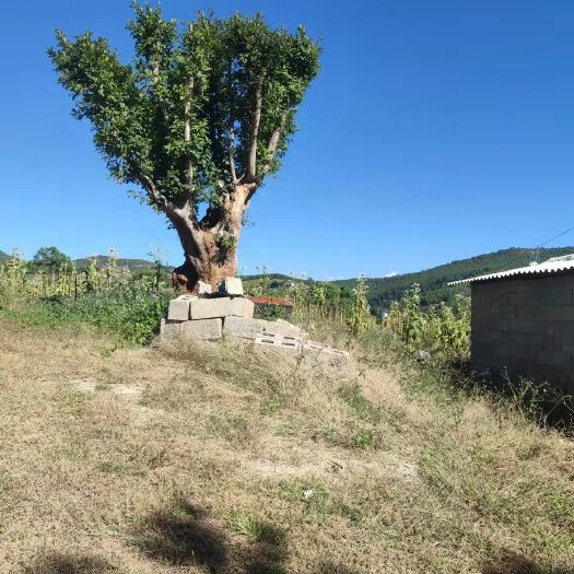 保山 清香木