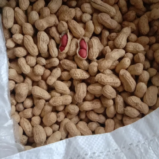 衡阳县干红皮花生果。经人工细致精选的干花生果。望各位老板品尝。