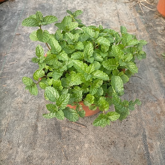 平湖市 薄荷盆栽批发基地，阳台易活   驱蚊虫   香草
