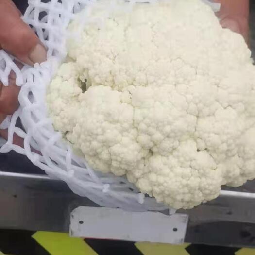 凌源市花菜  产地直发，全国发货，物美价廉，精品菜花