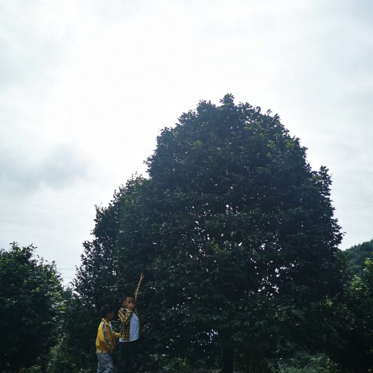 高县茶花树  茶花