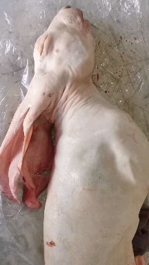 金乡县兔肉类 油皮兔肉有皮兔肉带皮兔肉鲜冻规格齐全