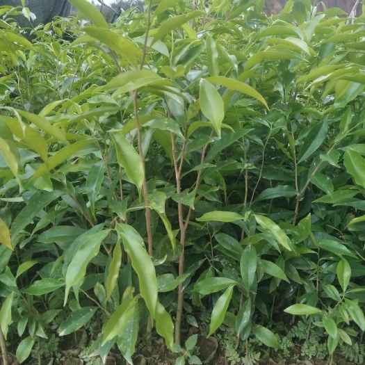 灵山县 沉香苗