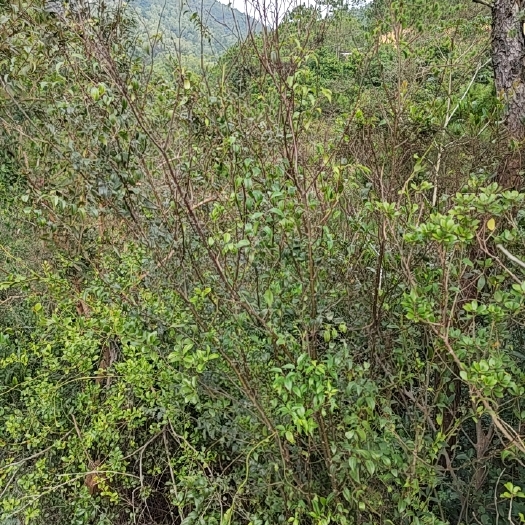 台山市岗梅根 大量中药材岗梅树（称星树）新鲜树条或者干片出售
