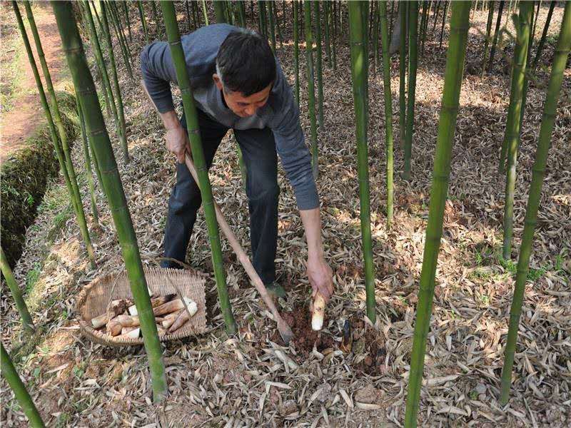 大量雷竹苗供应欢迎洽谈合作