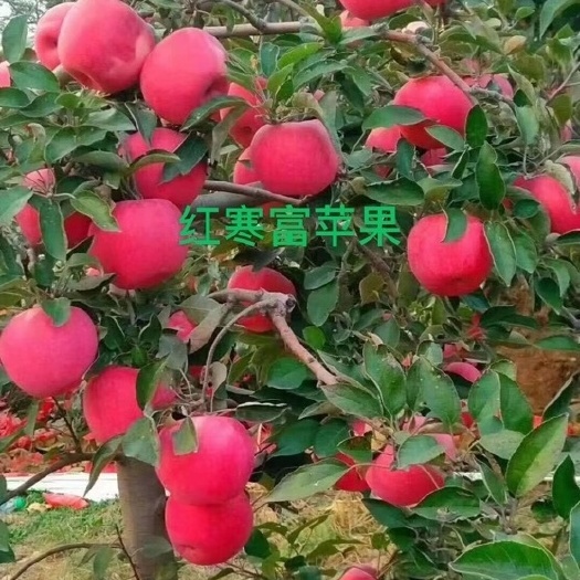 营口寒富苹果树苗  红寒富苹果苗