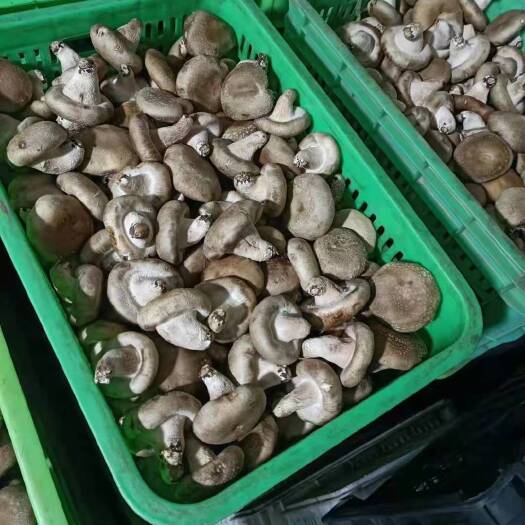 邢台香菇808 香菇