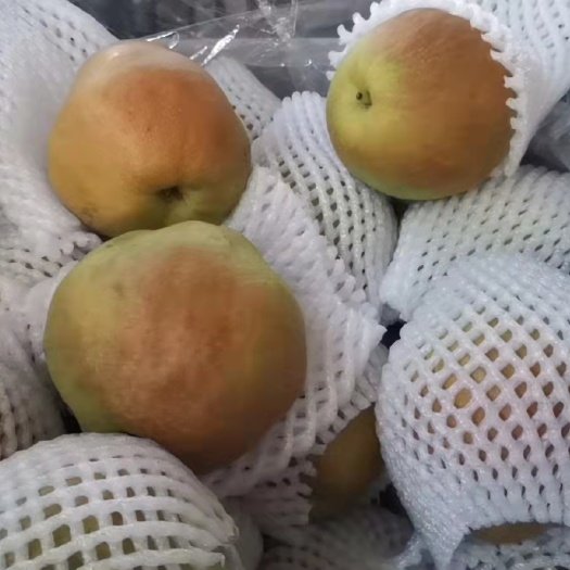 深州市玉露香梨 酥脆爽口 浓甜如蜜 石细胞极少 精品玉露香