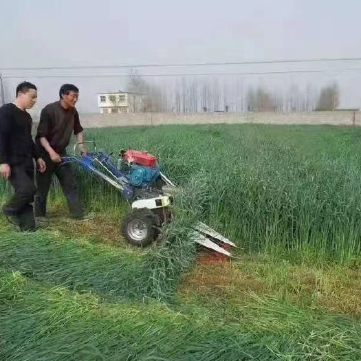 青绿饲料  牧草种子  ，冬牧70黑麦草种子