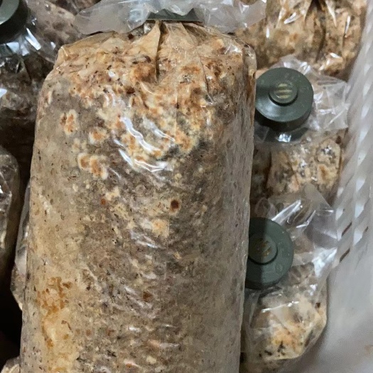 法库县羊肚菌菌种  羊肚菌栽培种