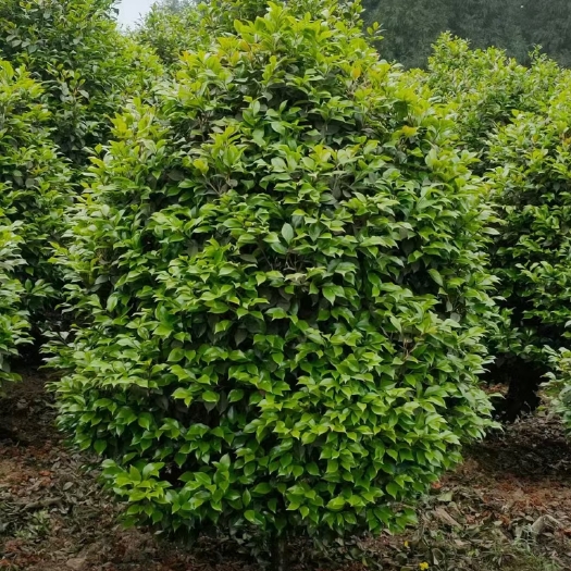 高县茶花树  七星茶花