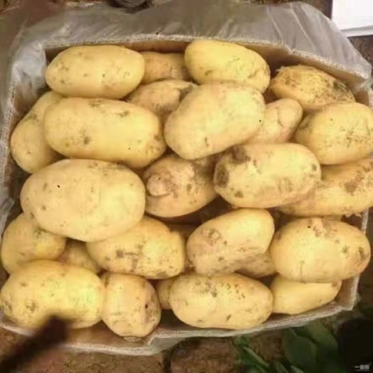 精品土豆，产地直发，诚信代办，物美价廉。
