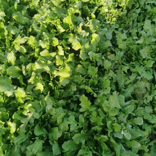 虞城县 荠菜