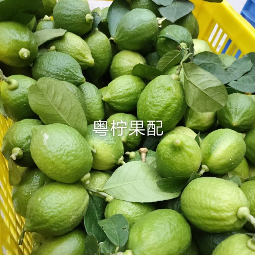 广州广东香水柠檬一级果