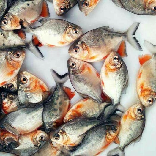 高州市【新品】淡水白鲳鱼苗 红鲳鱼苗 食用鲳鱼苗活体红腹鲳鱼苗