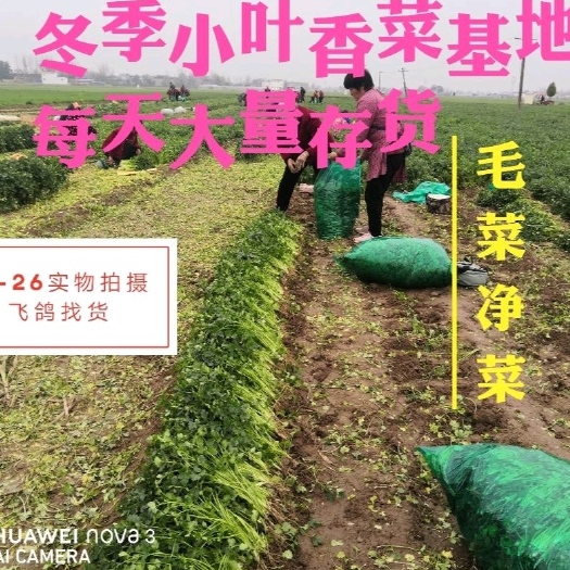 杞县千亩香菜基地 大/中/小 各种香菜 支持电商 批发市 加工厂