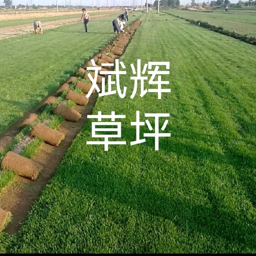 济南 精品四季青草坪