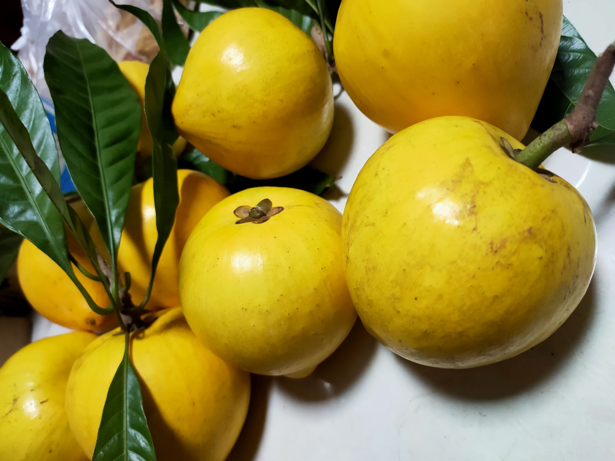 龙州县（上架大果急单不接）蛋黄果  鸡蛋果  一款无水的水果
