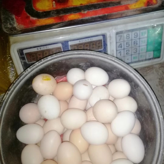 博罗县土鸡蛋 散养鸡家鸡蛋