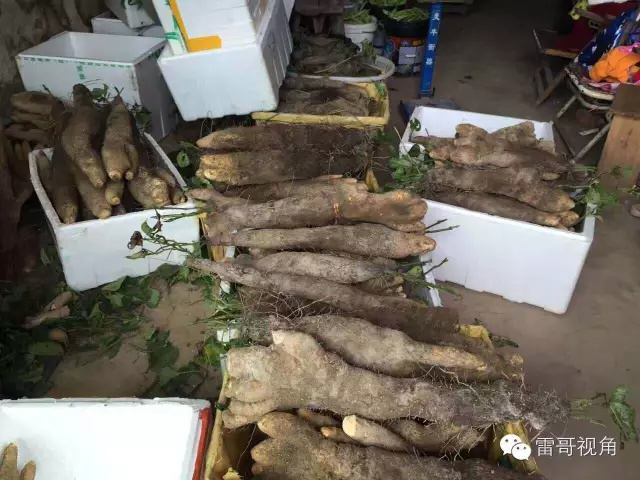 文成县白山药  文成高山糯米山药