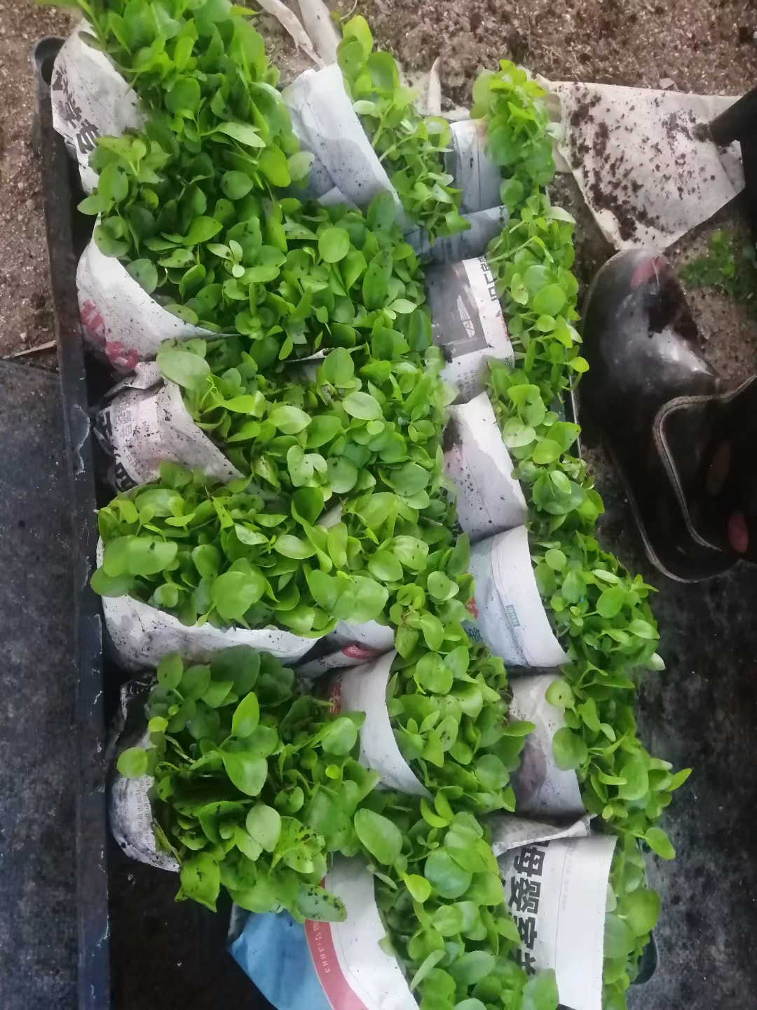 鸭脚木盆栽植物室内花卉四季常青绿植