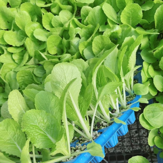 寿光市白菜苗 大白菜苗 黄芯白菜种苗 耐寒耐热 早春 寿光苗厂直销