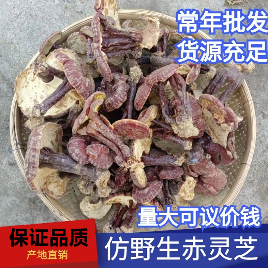 谷城县(包邮)灵芝 金边赤灵芝 白心灵芝 产地批发 量大优惠