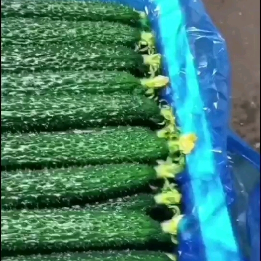凌源市密刺黄瓜