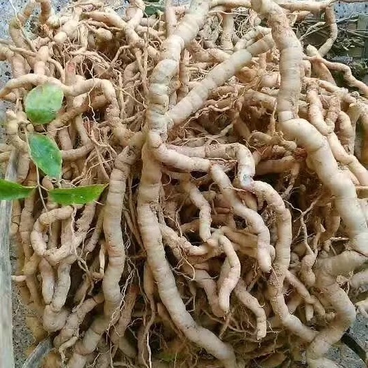 紫金县巴戟天，鸡肠风