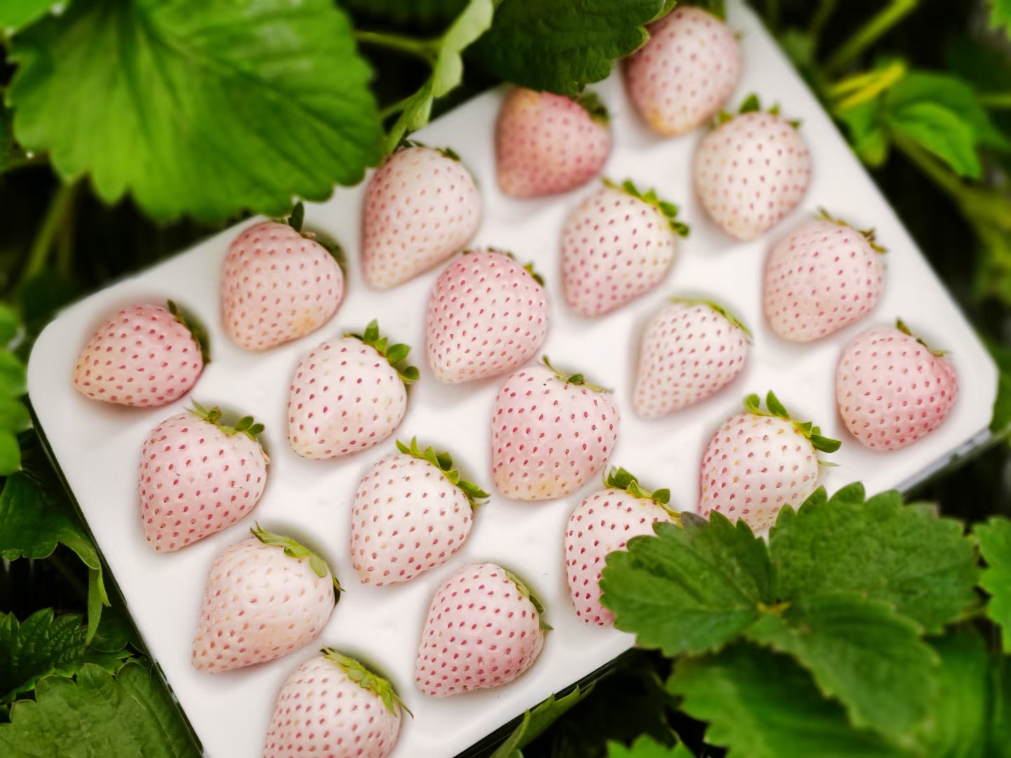 平度市淡雪草莓 白草莓—天使，淡雪，粉玉，百蜜香。产地直销，商超供