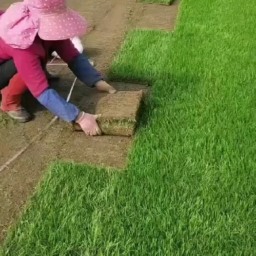 江陵县 混播果岭草，冬季