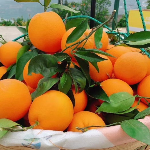 奉节重庆市奉节县长虹脐橙