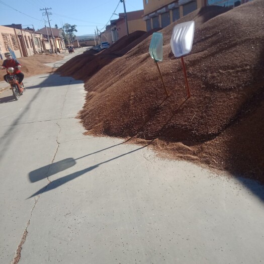 呼和浩特红高粱 丁香云杉内蒙古自治区呼和浩特市赛罕区 1等品