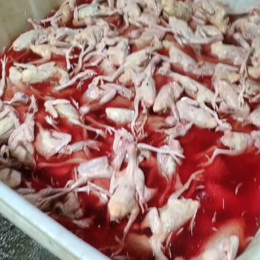 连平县乳鸽 冷冻鸽肉