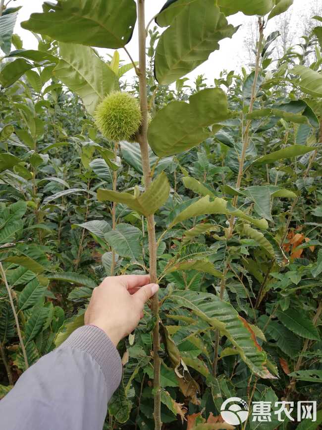 大红袍板栗苗  板栗树苗 大红袍板栗树苗包邮发货