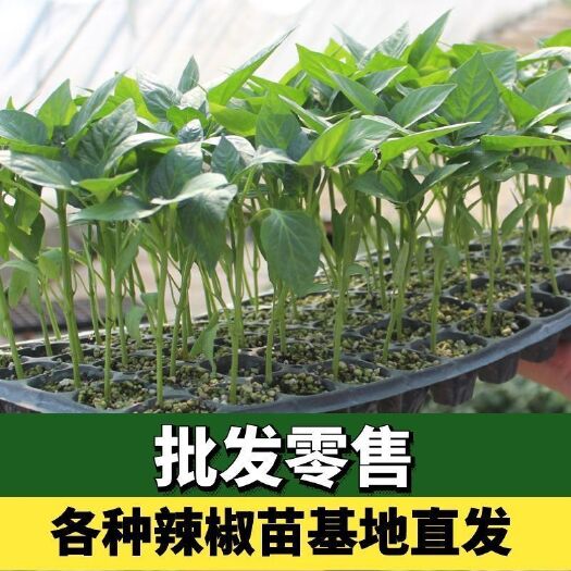 雷州市线椒苗  线椒8号青尖椒辣椒苗8一10片叶