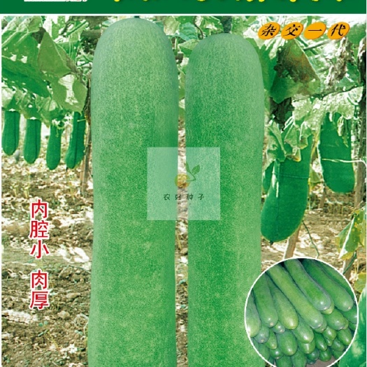 农杂二号青皮冬瓜种子，10克