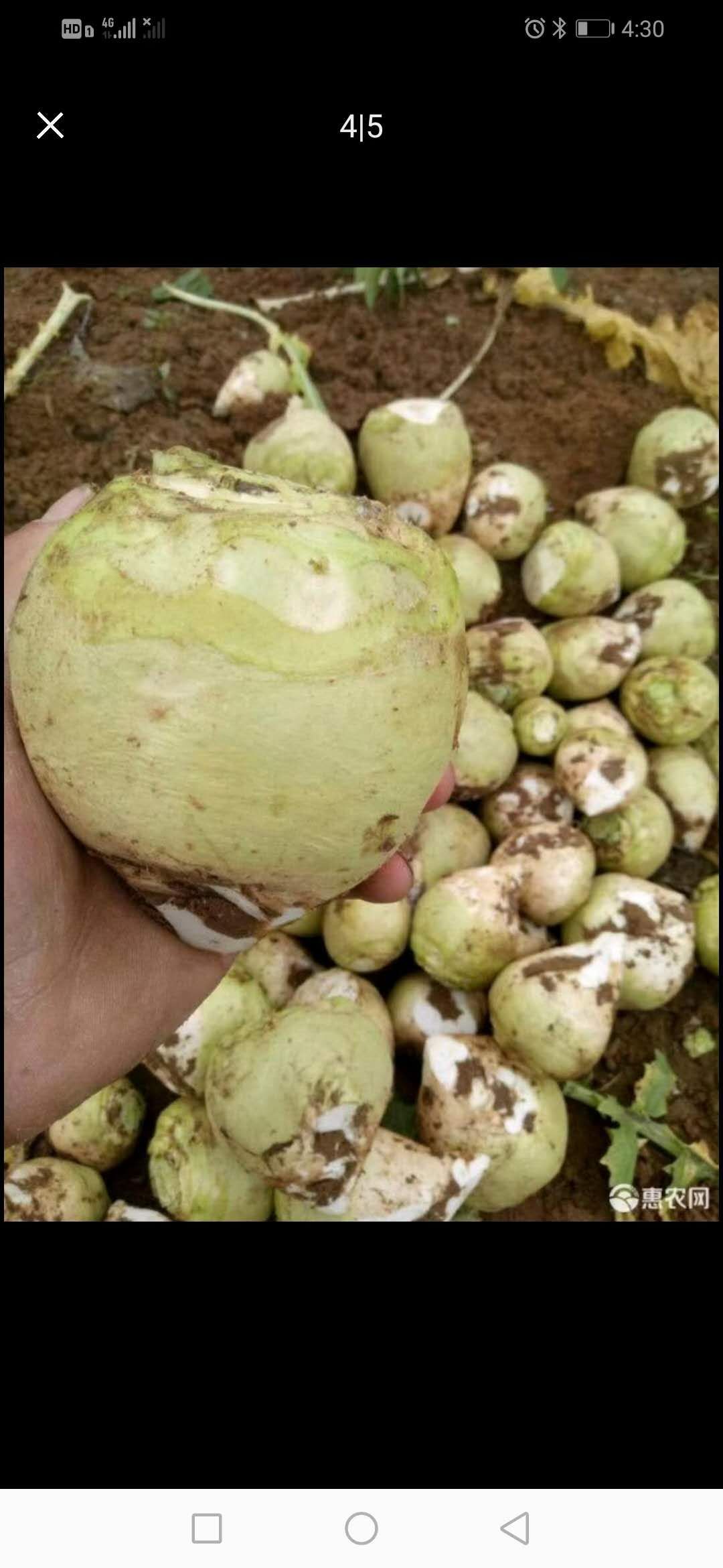 邳州市荠菜头，需要的联系各种规格