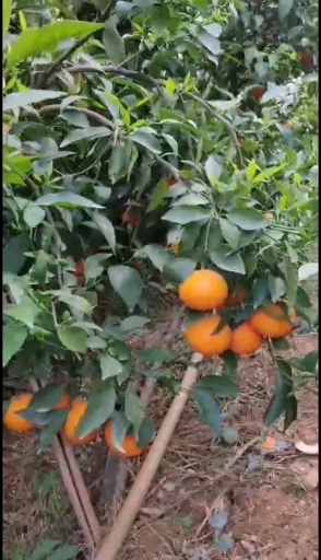建水县超甜沃柑