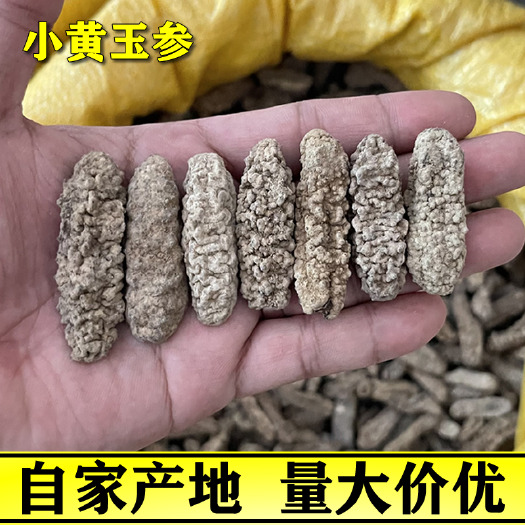 茂名 菲律宾小黄玉参140头批发淡干黄肉刺王海参干货500g