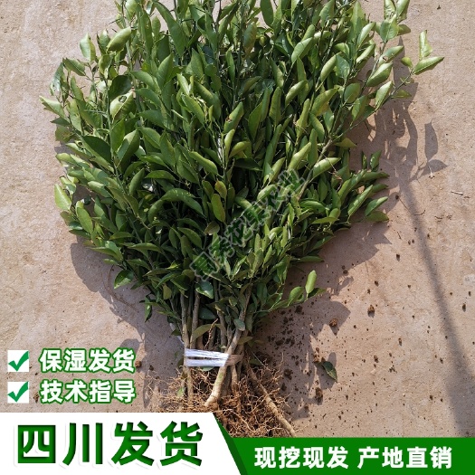 苍溪县红桔苗红橘苗枸橘树苗枳壳苗雀不站柑橘砧木苗草橘子树苗