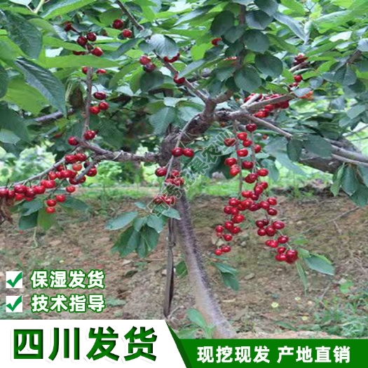 苍溪县樱桃苗乌克兰樱桃苗车厘子樱桃嫁接苗黑珍珠樱桃树苗包技术