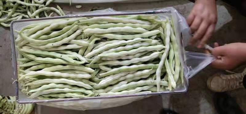 凌源市白不老四季豆 产地直发，全国发货，物美价廉，精品白豆